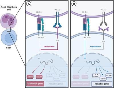 Immune checkpoint inhibitors in advanced and relapsed/refractory Hodgkin lymphoma: current applications and future prospects